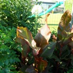 SAM_0174