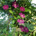 SAM_0175