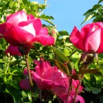 SAM_0178