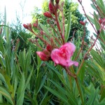 Oleander