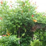 SAM_0181