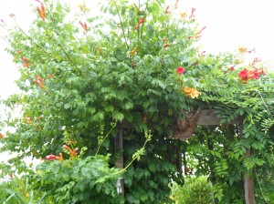 SAM_0181