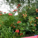 SAM_0183