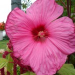 SAM_0185