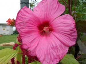 SAM_0185