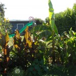 SAM_0251