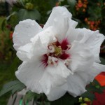 SAM_0295