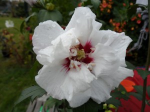 SAM_0295
