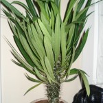 Pachypodium lamerei 2