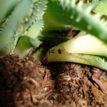 aloe-vera-verm31