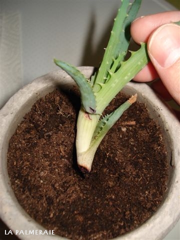 Multiplier l'Aloe vera | La Palmeraie fr