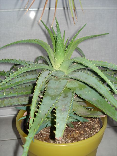 Republiek Beeldhouwer Afzonderlijk Aloe vera | vermeerderen | stekken | La Palmeraie | La Palmeraie