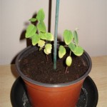 Passiflora 200903