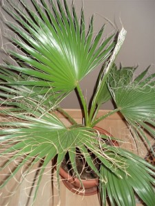 washingtonia-f2009-02-27