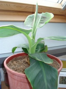 Musa nana