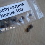Trachycarpus nanus