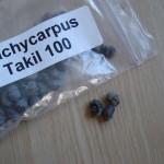 Trahycarpus takil