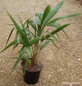 trachycarpus-fortunei-1