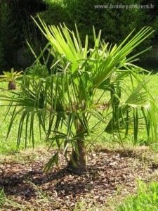 trachycarpus-fortunei-2