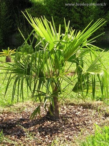 Palmier Trachycarpus fortunei