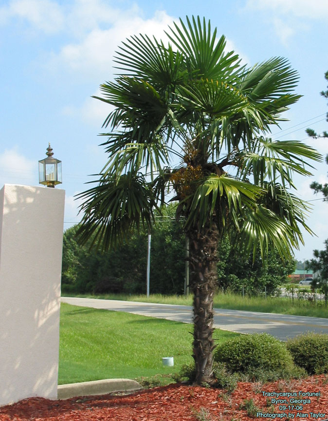 Trachycarpus fortunei | Palmier chanvre | Palmier de Chusan | Chamaerops  excelsa | La Palmeraie fr