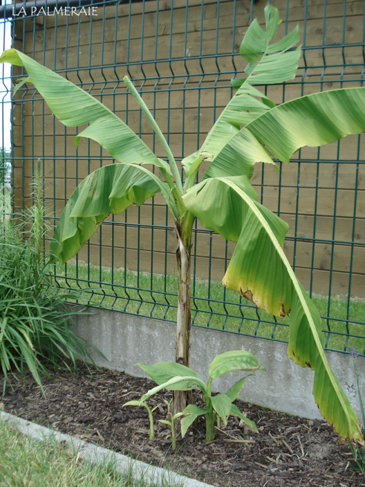 Musa basjoo | Japanese banana | Hardy banana | La Palmeraie gb