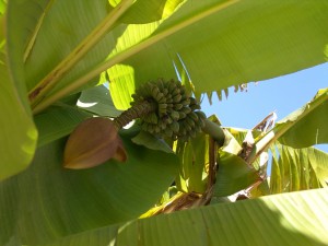 musa-basjoo-with-leaves-flowers