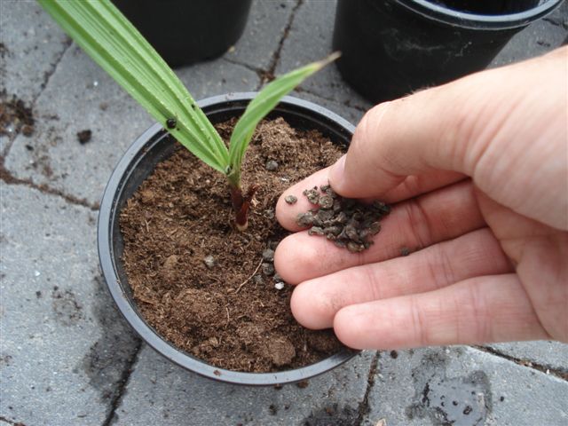 Repiquer un jeune palmier en 7 étapes | La Palmeraie fr