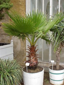 washingtonia_robusta006