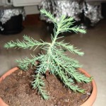 Sequoia g. 201001