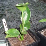 Strelitzia m gold 201001