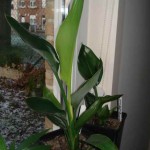Strelitzia r. 201001