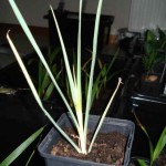 Yucca rostrata 201001