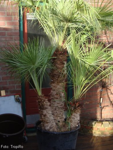Palm tree cuttings: is it possible? | La Palmeraie gb