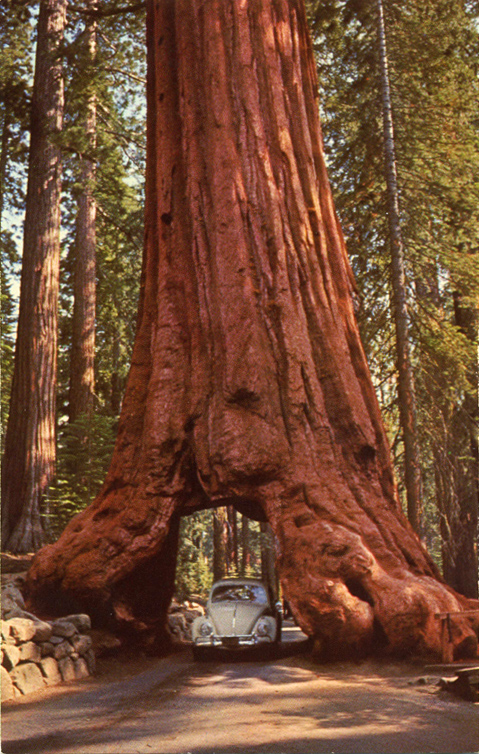 Sequoiadendron giganteum 10 seeds giant sequoia seeds giant sequoia 