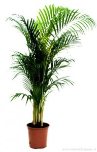 areca