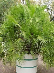 Chamaerops humilis 07