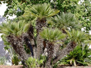 Chamaerops humilis 08