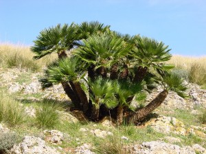 Chamaerops humilis 09