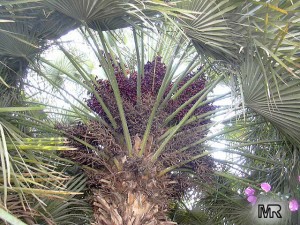 Chamaerops humilis 10