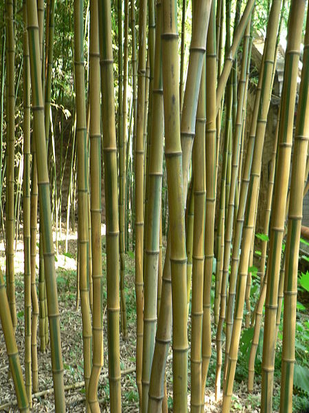 What you need to know about bamboo