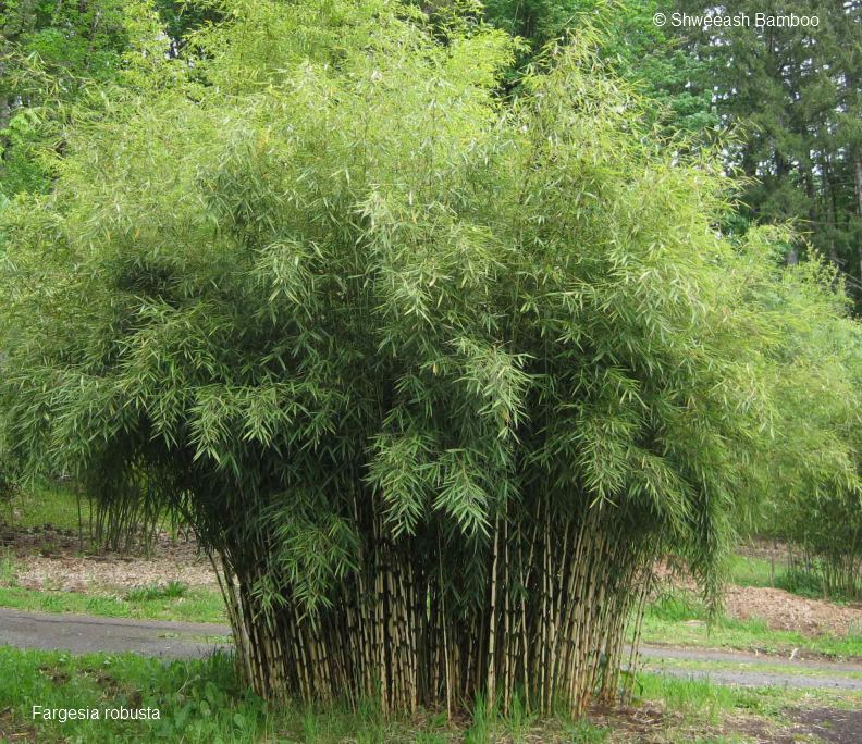 Woekerende bamboe: info op een rij! La Palmeraie
