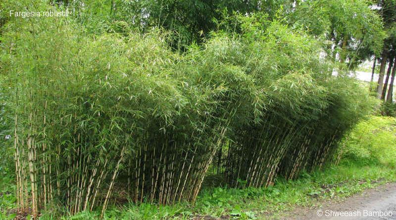 Tout ce qu'il faut savoir sur le bambou! | La Palmeraie fr