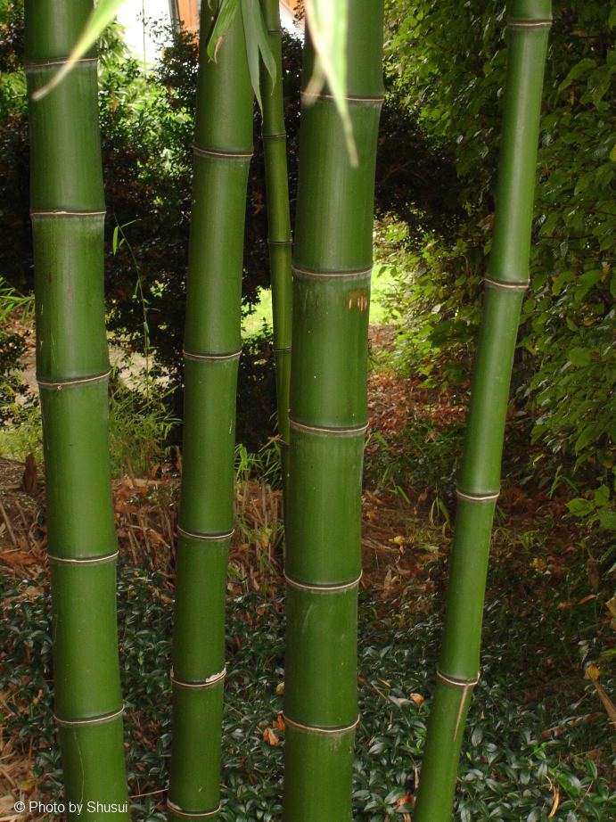 Bezwaar Doorzichtig strand Woekerende en niet-woekerende bamboe: alle info op een rij! | La Palmeraie