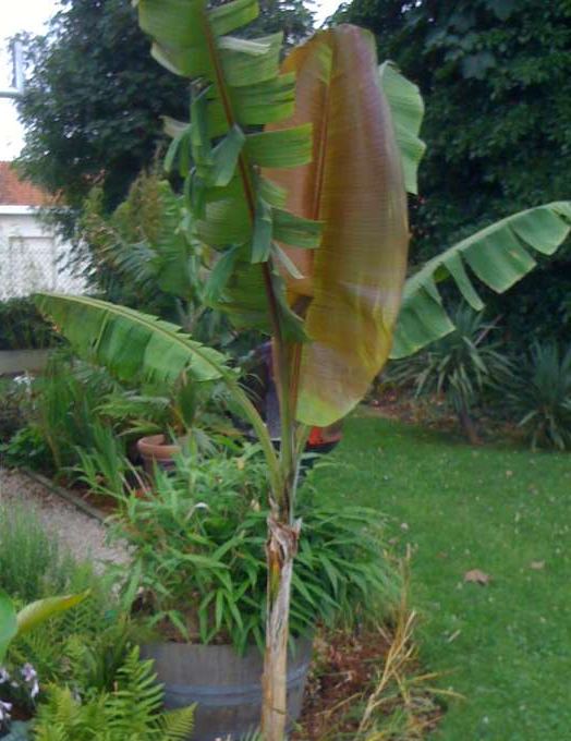 EHBO-gids voor bananenplanten | Musa's | La Palmeraie