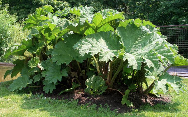 Gunnera Manicata: how to recognize the real one | La Palmeraie gb