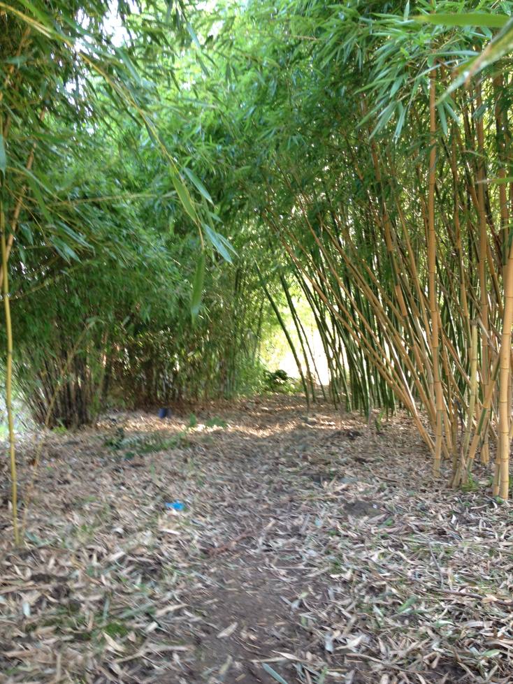 Bamboe: wortelbegrenzer plaatsen | rhizoombarrière plaatsen | La Palmeraie