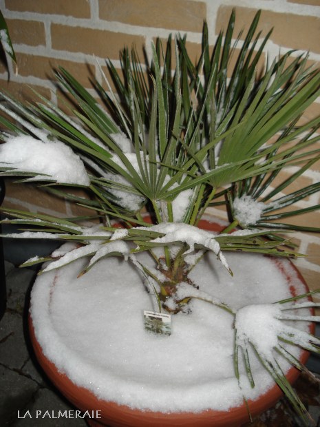 Comment protéger son palmier en pot pendant l'hiver?
