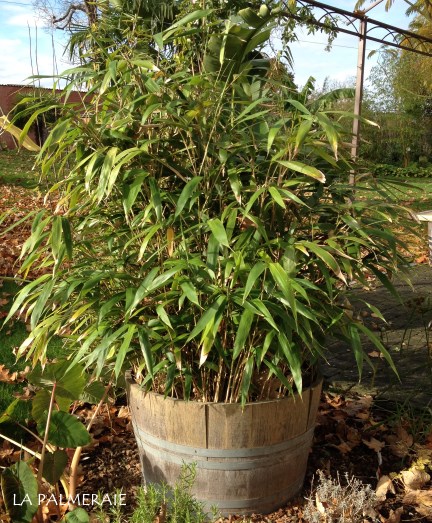 Bamboe in pot | La Palmeraie