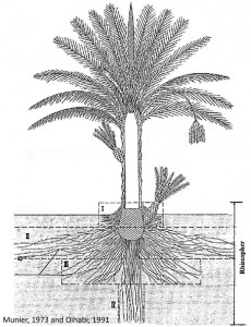 1.1 : Schéma du palmier dattier [2]. I-Racines respiratoires